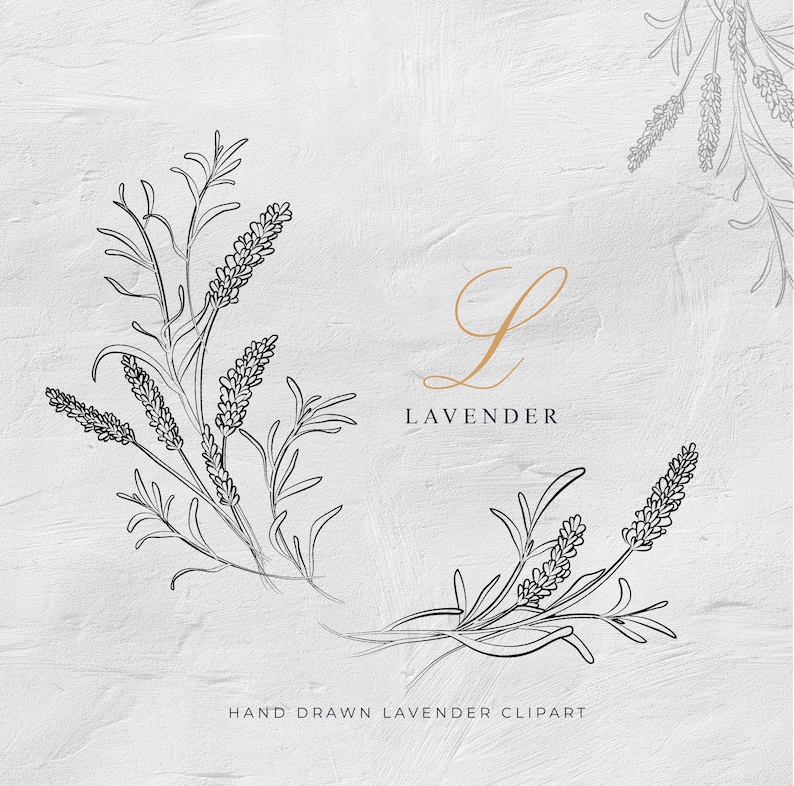 K&ouml;nnte beinhalten: Handgezeichnete Schwarzwei&szlig;-Linienzeichnung von Lavendelbl&uuml;ten. Das Bild enth&auml;lt das Wort "Lavender" und den Buchstaben "L" in goldener Schrift. Der Text "Hand Drawn Lavender Clipart" ist ebenfalls enthalten.