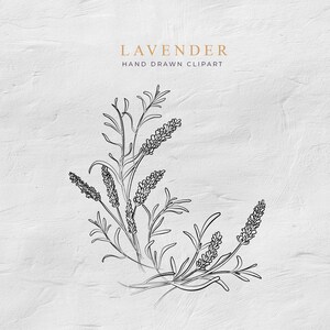 K&ouml;nnte beinhalten: Eine Schwarzwei&szlig;-Zeichnung von Lavendelbl&uuml;ten. Die Zeichnung befindet sich auf einem wei&szlig;en, strukturierten Hintergrund. Der Text "LAVENDER" und "HAND DRAWN CLIPART" befindet sich &uuml;ber der Zeichnung.