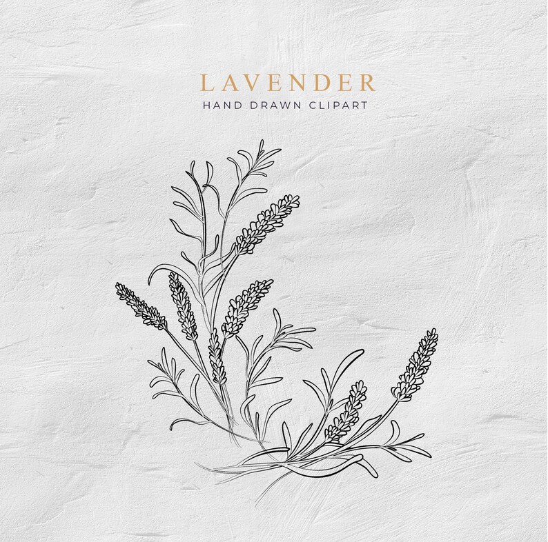 K&ouml;nnte beinhalten: Eine Schwarzwei&szlig;-Zeichnung von Lavendelbl&uuml;ten. Die Zeichnung befindet sich auf einem wei&szlig;en, strukturierten Hintergrund. Der Text "LAVENDER" und "HAND DRAWN CLIPART" befindet sich &uuml;ber der Zeichnung.