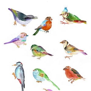 Colorful Birds Decals, 12-set Bird Wall Decals, Furniture Decals ...