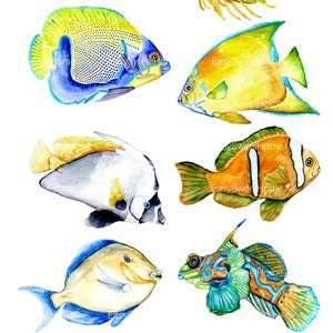 Coral Reef Fish Decals, Bathroom Décor, Bathroom Decals, Fish Wall Decals, Hand-Drawn Fish Decals, Home Décor image 1