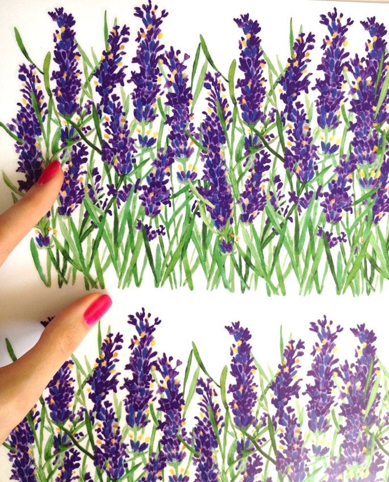 以下が含まれることがあります： 紫と緑の色合いのラベンダーの花の水彩画。花は茎が上向きに並んでいます。背景は白です。