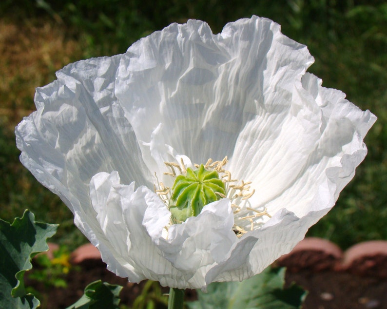 Persian White Poppy 250 Seeds Etsy Canada