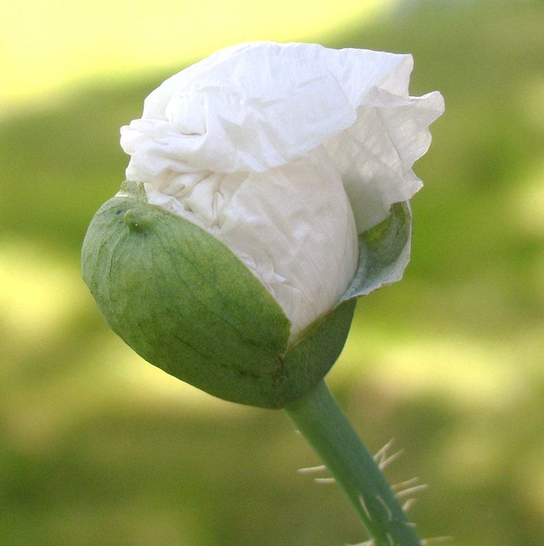 Persian White Poppy 250 Seeds Etsy