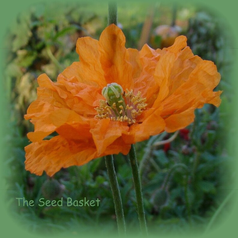 Double Spanish Tangerine Poppy 250 Seeds Perennial Etsy Canada