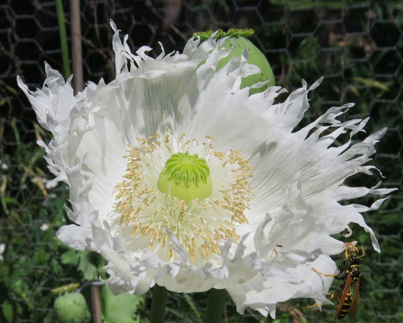 Fringed Persian White Poppy Seeds 250 Plus seeds Etsy