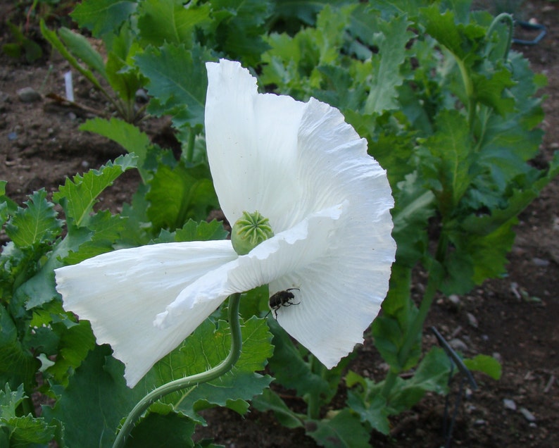 Persian White Poppy 250 Seeds Etsy
