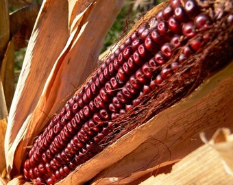 Red Corn Seed Etsy