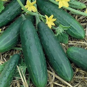 Spacemaster-80 Bush Cucumber Seed - Heirloom Vegetable Seeds (1.0gr to 5.0gr)