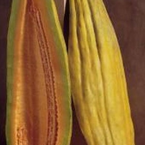 Banana Cantaloupe Melon Seed - Exotic Heirloom Sweet Melons Seeds (1.0gr to 5.0gr)