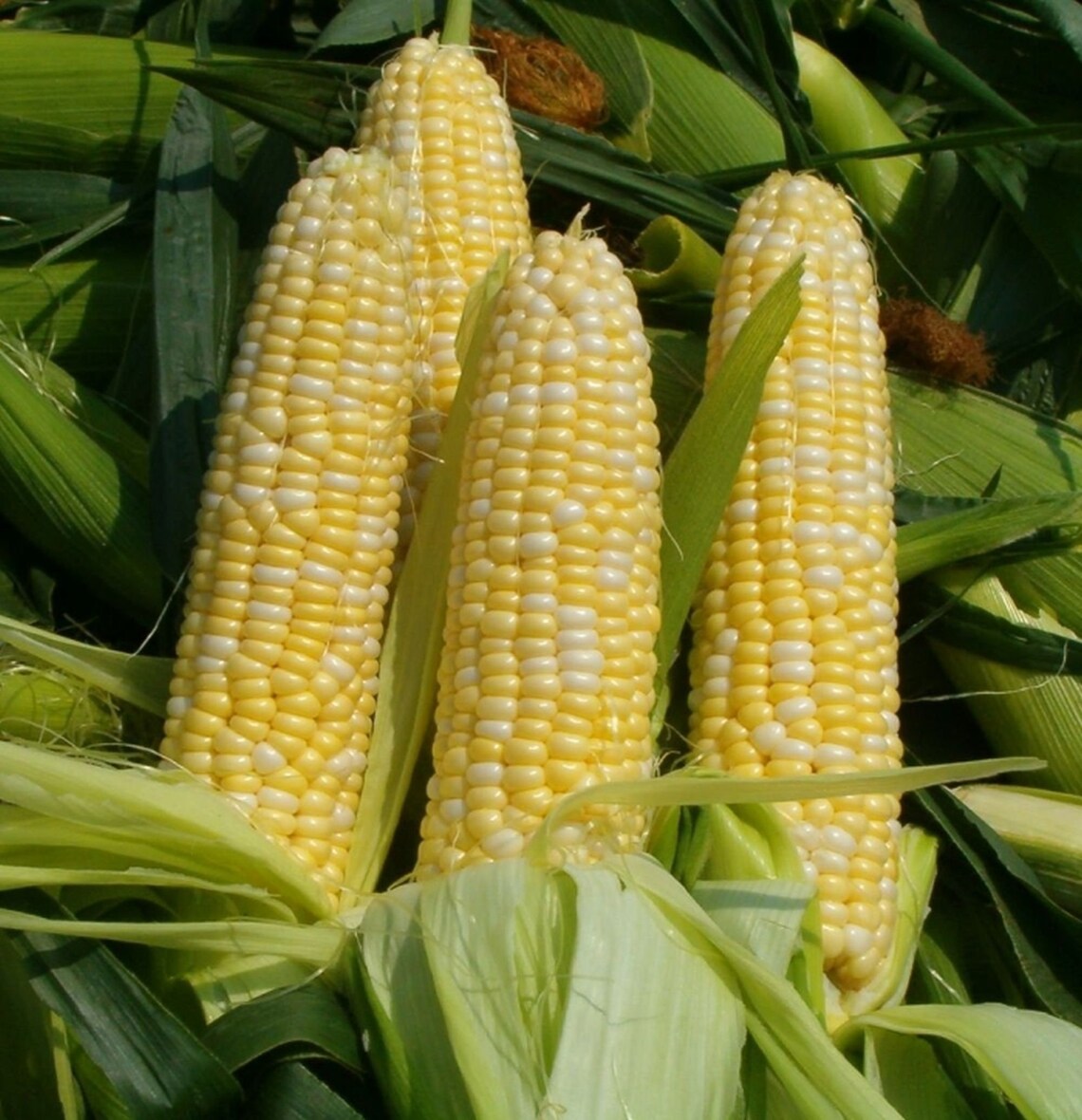 Funks G90 Sweet Corn Hybrid su Bicolor Maize Treated Seeds Etsy