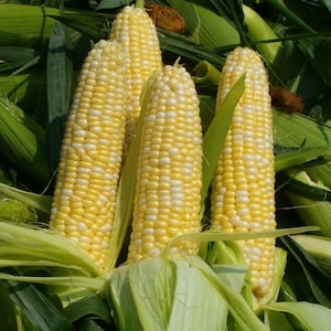 Funks G90 Sweet Corn - Hybrid (su) Bicolor Maize Treated Seeds (0.50oz to 4oz)