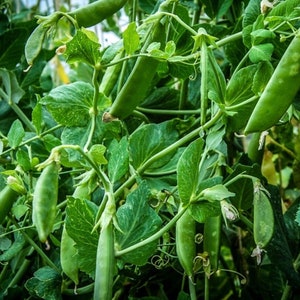 Sugar Ann Pea Seed - Sweet Edible Pod English Running Peas Seeds (0.50oz or 1oz)