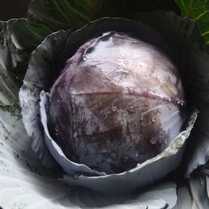 Red Acre Cabbage Seed - All Season Heirloom Vegetable Greens Seeds (3.0gr to 30gr)
