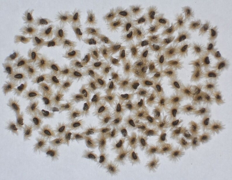 Double Confederate Rose Seed Heirloom Hibiscus Cotton Rose Etsy