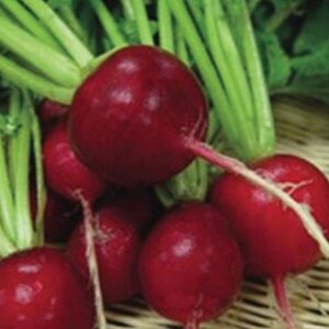 Crimson Giant Radish Seed - Spring Radishes Root Vegetable Seeds (0.25oz to 1oz)