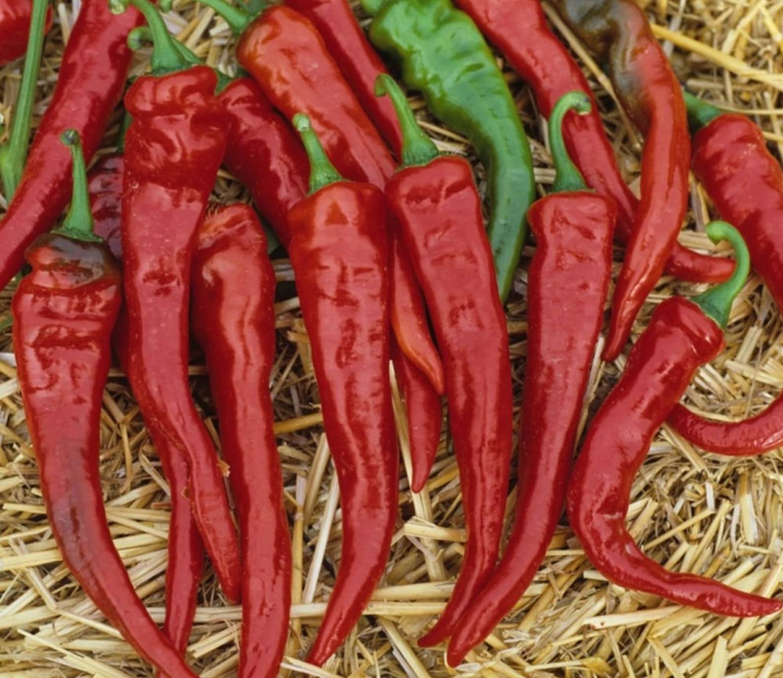 Cayenne Pepper Seed Long Bearing Hot Chili Peppers Seeds Etsy