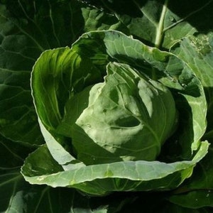 All Season Cabbage Seed - Heirloom Leafy Early Garden Greens Seeds  (5.0gr to 30gr)
