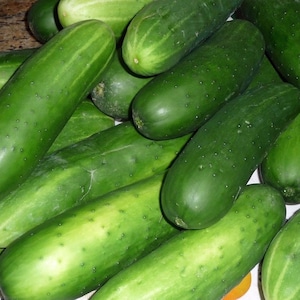 Straight Eight Cucumber Seed - Heirloom Garden Vegetable Seeds (3.0gr to 10gr)