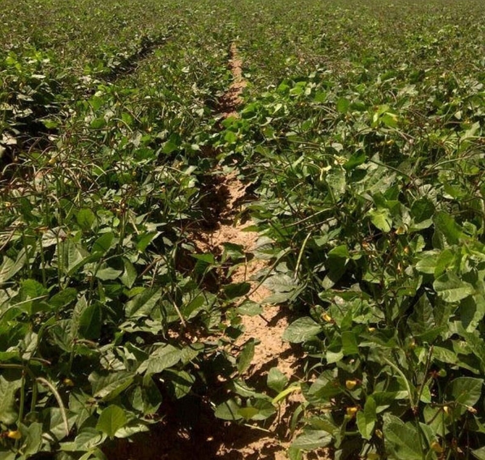 quickpick cowpea quickpick cowpea