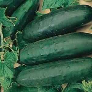 Marketmore #76 Cucumber Seed - Heirloom Garden Vegetable Seeds (1.0gr to 5.0gr)