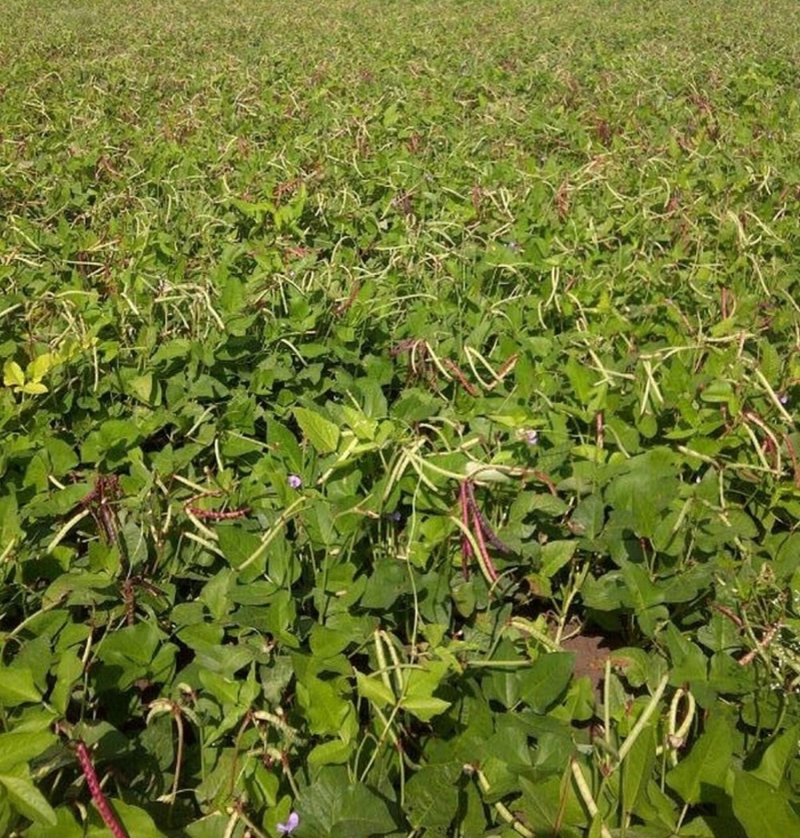 Mississippi Purple Crowder Seed Southern Pea Cowpea Peas Etsy