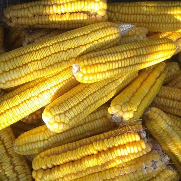 Hickory Cane Corn Seeds Etsy