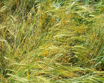 Conlon Two-Row Malting Barley Seed - Certified Grain Crop Seeds (1oz to 8oz)