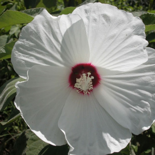 Rose Mallow Hibiscus Seed - Perennial Hairy Rose Mallow Seeds (0.25gr - 5.0gr)