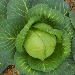 Early Round Dutch Cabbage Seed - Heirloom Garden Leafy Greens Seeds  (0.25oz to 1oz)