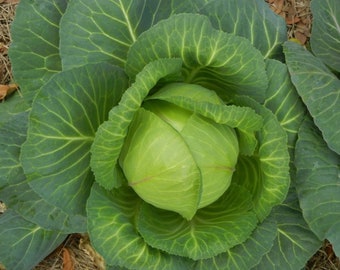 Early Round Dutch Cabbage Seed - Heirloom Garden Leafy Greens Seeds  (0.25oz to 1oz)