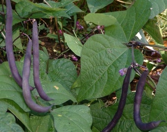 Royalty Purple Pod Bush Bean Seed - Greenpod Beans Seeds (0.50oz to 4oz)