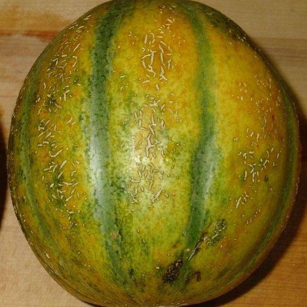 Anchor Melon Seed - Heirloom Israeli Ha'Ogen Green Melons Seeds (3.0gr to 10gr)