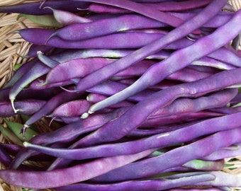 Purple Pole Beans - Etsy