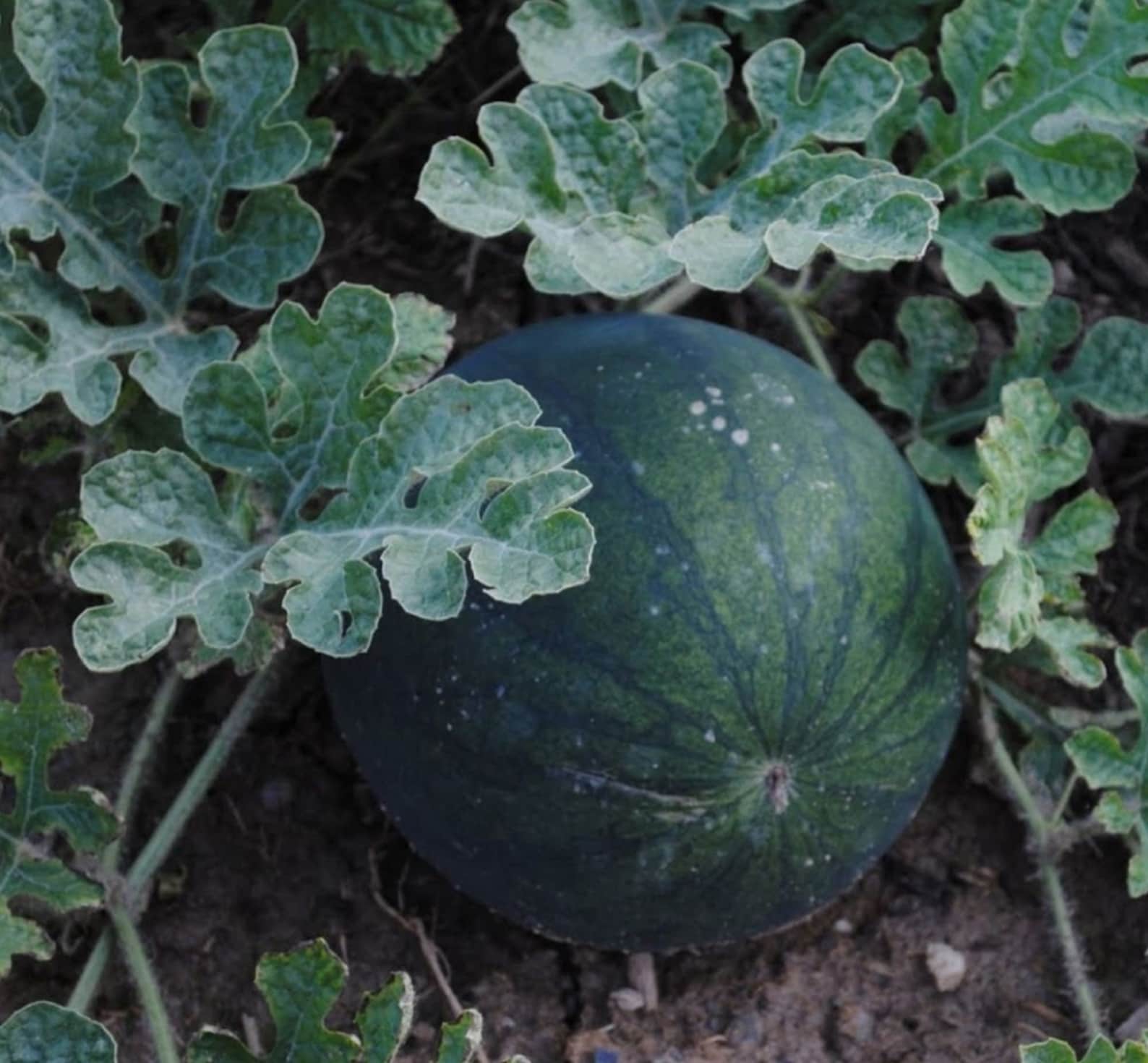 Sugar Baby Watermelon Seed Red Flesh Heirloom Garden Melon