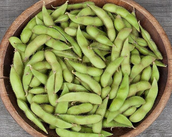 Japanese Edamame Seed Asian Soybean Seed Etsy