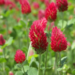 Crimson Clover Seed - Reseeding Honey Bee Forage Crop NATURAL Seeds (1oz to 8oz)