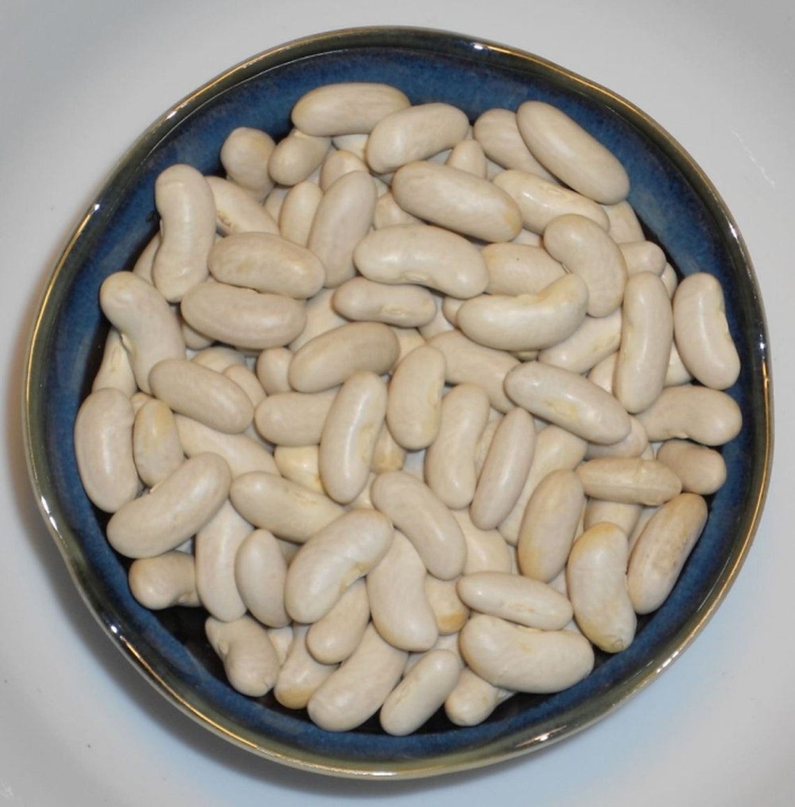 Kentucky Wonder 125 Greenpod Bean Seed Bush Beans Garden Etsy