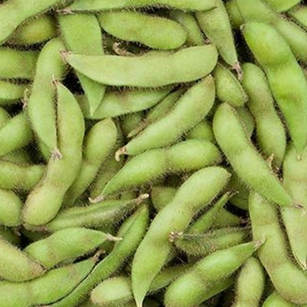 Midori Giant Edamame Soybean Seed - Heirloom Gourmet Garden Seeds (0.25oz to 1oz)