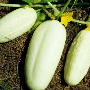 White Wonder Cucumber Seed - Heirloom Garden Vegetable Seeds (0.50gr to 3.0gr)