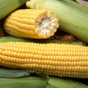 Golden Cross Bantam Sweet (su) Corn Seed - Hybrid Maize Treated Seeds (0.5oz to 8oz)