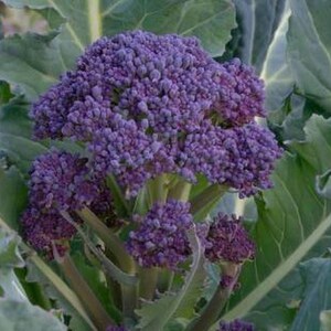 Early Purple Sprouting Broccoli Seed - Heirloom Garden Seeds  (3.0gr to 30gr)