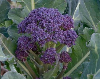 Early Purple Sprouting Broccoli Seed - Heirloom Garden Seeds  (3.0gr to 30gr)