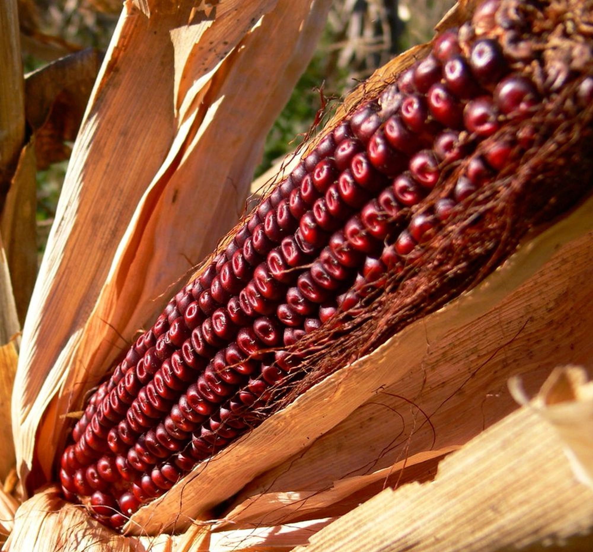 Bloody Butcher Red Corn Seed Heirloom Dent Maize Garden Etsy