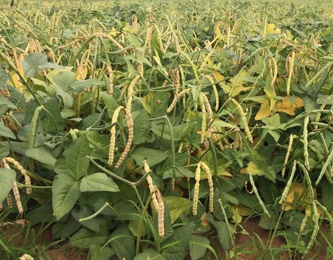 Zipper Cream Cowpea Seed Southern Peas Crowder Pea Treated Seeds 0.5oz