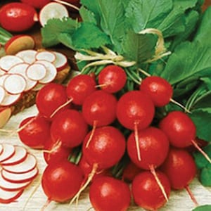 Cherry Bell Radish Seed - Spring Radishes Root Vegetable Seeds (0.50oz to 4oz)