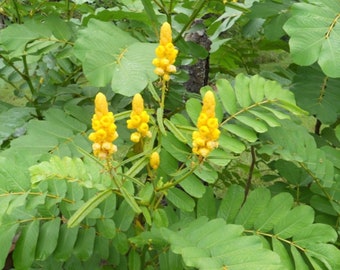 Candlestick Plant Seed - Candlebush Ringworm Cassia Medicinal  (1.0gr to 10gr)