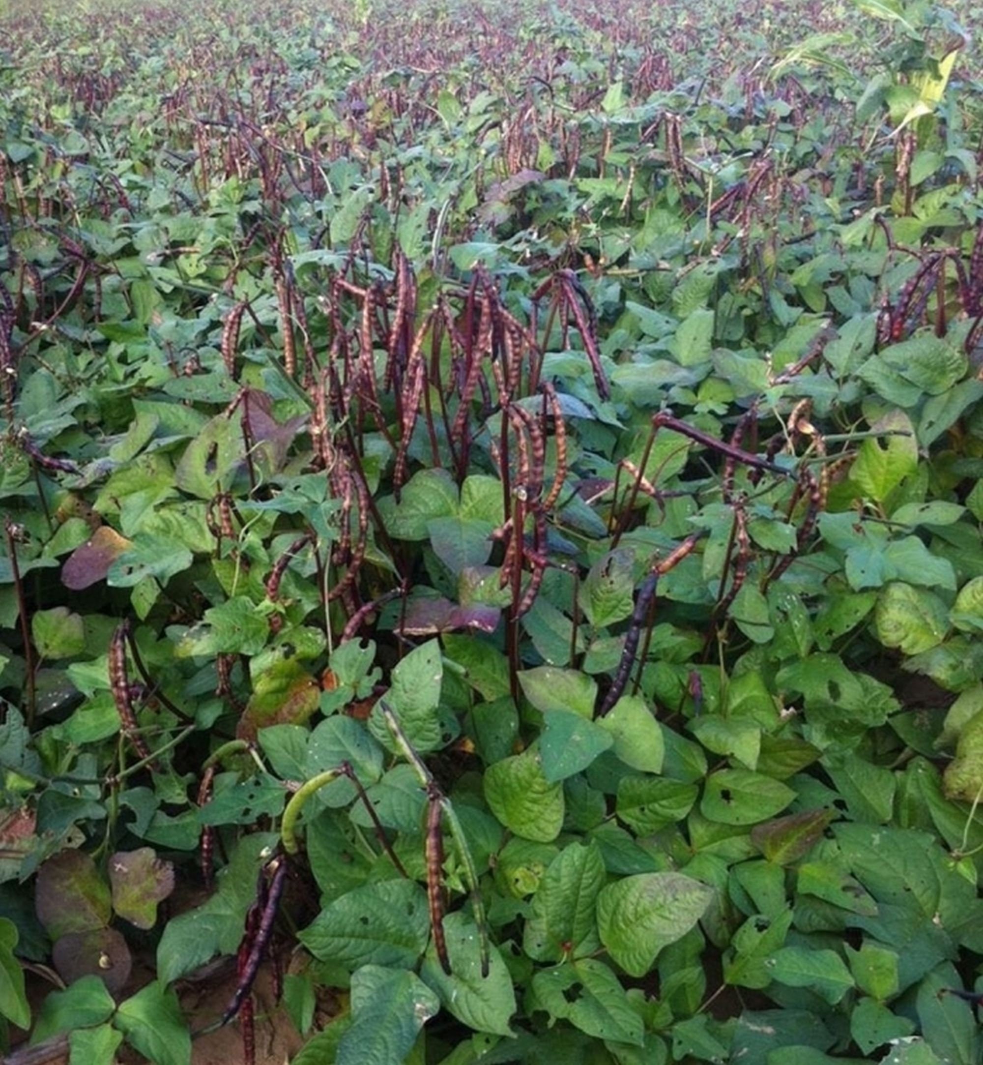 Knuckle Purple Hull Cowpea Seed Crowder Peas Southern Pea Etsy