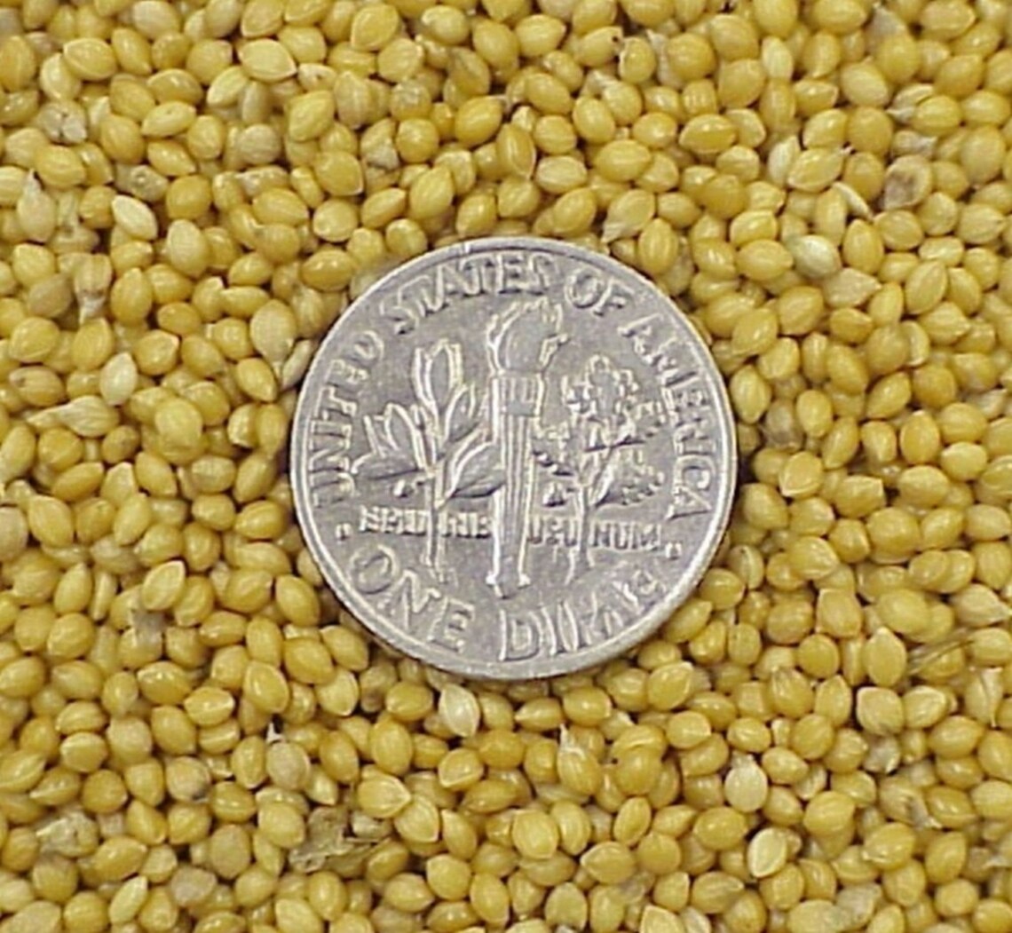 Golden German Foxtail Millet Seed Forage Pasture Wildlife Etsy