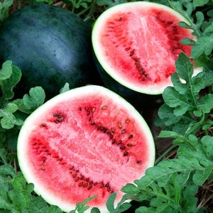 Sugar Baby Watermelon Seed - Red Flesh Heirloom Garden Melon Seeds (1.0gr to 30gr)